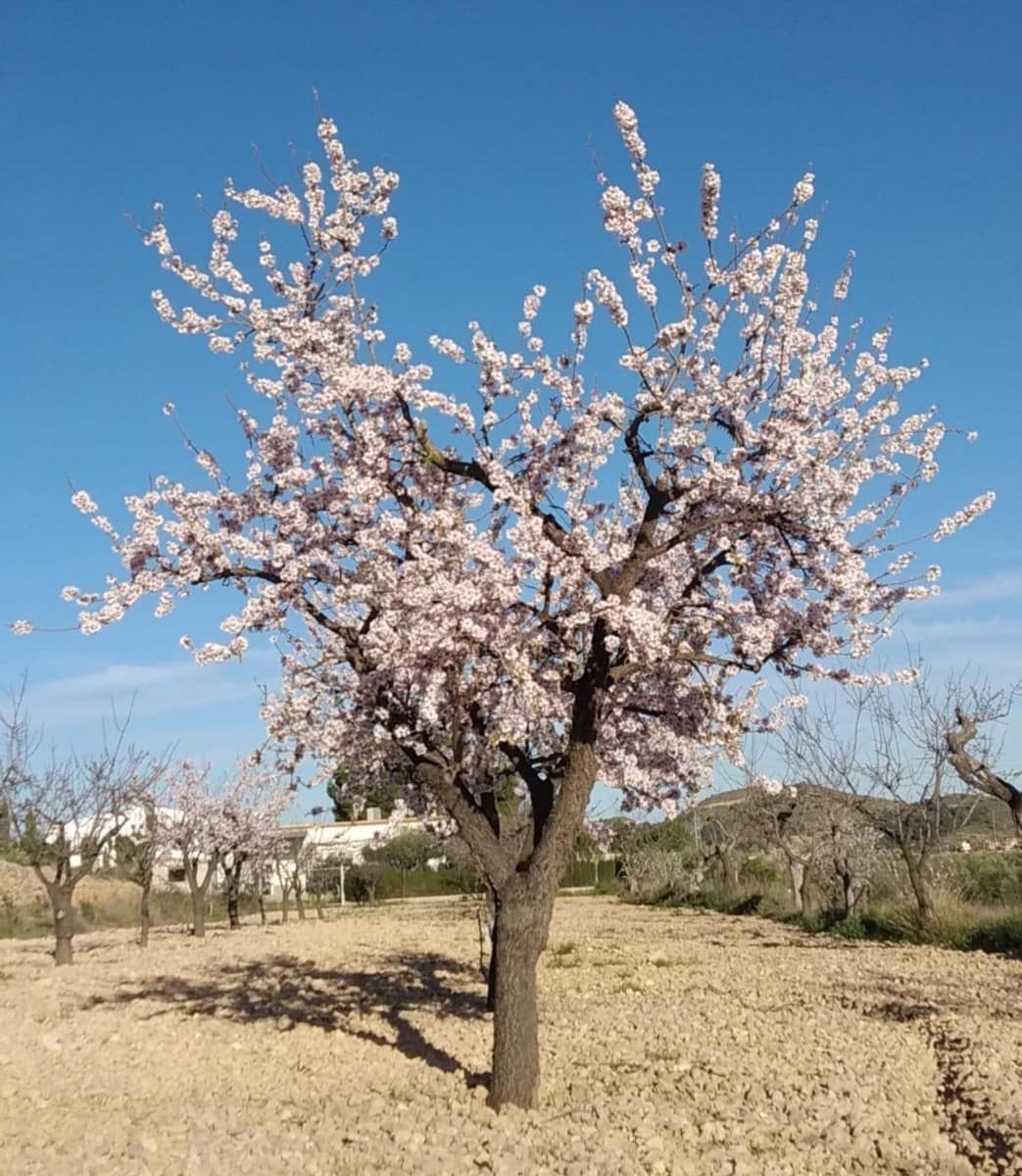 Building Plot for sale in Hondon de las Nieves - € 70,000 (Ref: 8393055)