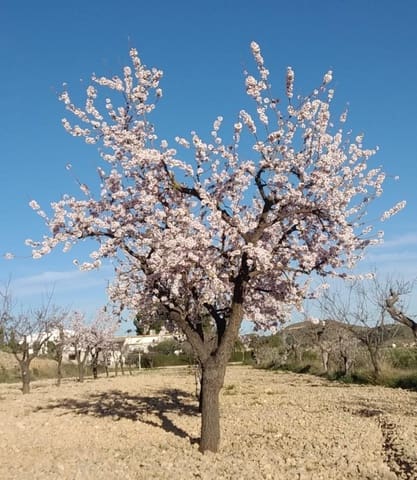 Bouwgrond te koop in Hondón de las Nieves - € 70.000 (Ref: 8393055)