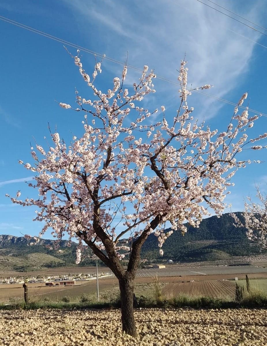 Building Plot for sale in Hondon de las Nieves - € 70,000 (Ref: 8393055)