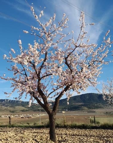 Bouwgrond te koop in Hondón de las Nieves - € 70.000 (Ref: 8393055)