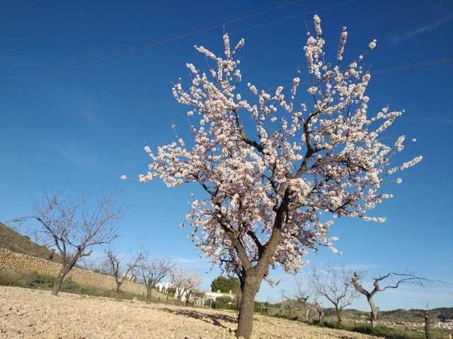 Bouwgrond te koop in Hondón de las Nieves - € 70.000 (Ref: 8393055)