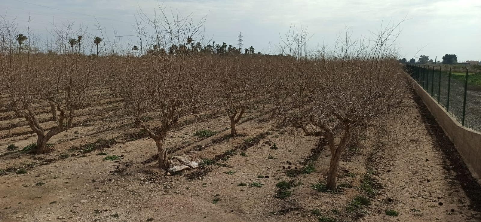 Byggetomt til salgs i Perleta - € 150 000 (Ref: 8393092)