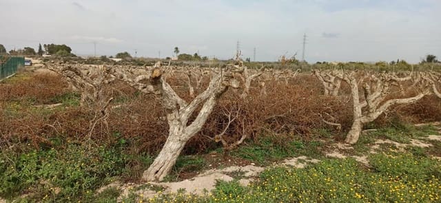 Tomt till salu i Perleta, Elche / Elx - 150 000 € (Ref: 8393092)