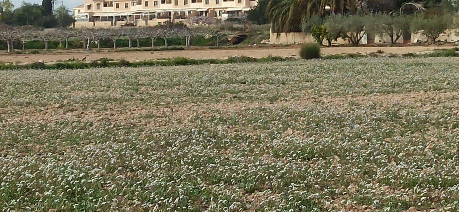 Byggetomt til salgs i Perleta - € 150 000 (Ref: 8393092)