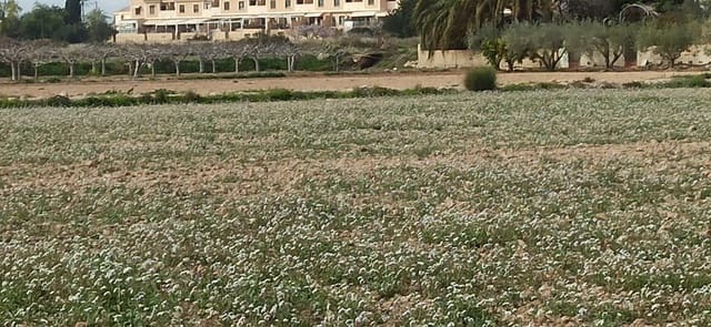 Tomt till salu i Perleta, Elche / Elx - 150 000 € (Ref: 8393092)