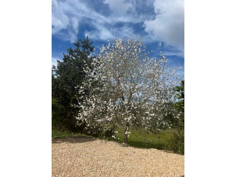 3 slaapkamer Villa te huur in San Jose / Sant Josep de Sa Talaia met garage - € 10.000 (Ref: 8818145)