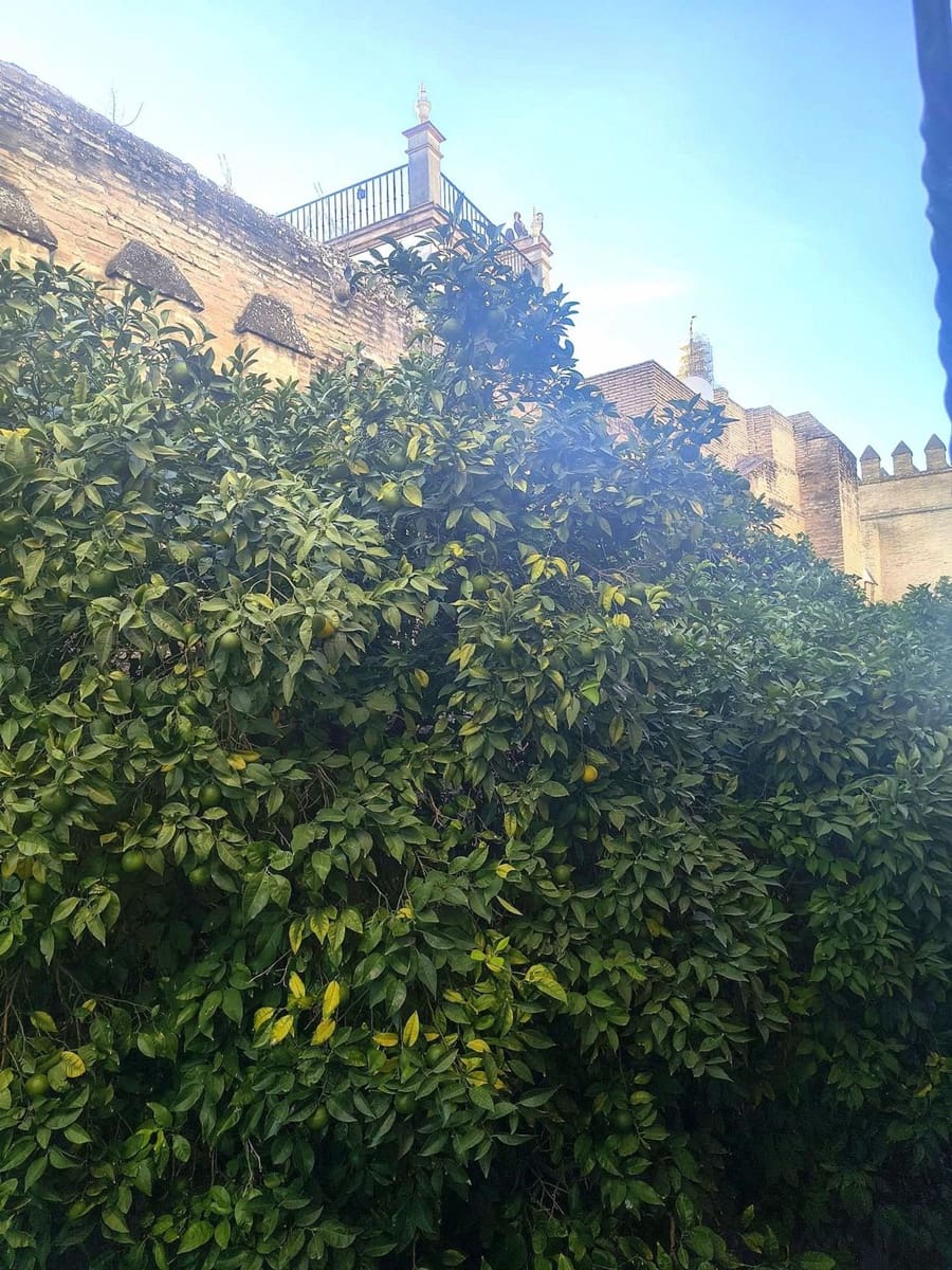 Apartamento de 1 habitación en Sevilla ciudad en venta con garaje - 900.000 € (Ref: 10158927)