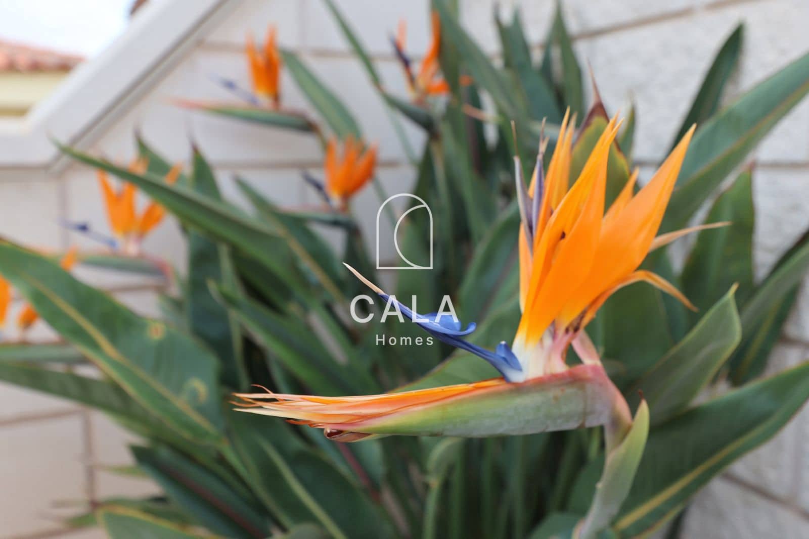 Casa de 3 habitaciones en Callao Salvaje en venta con piscina - 649.000 € (Ref: 9417644)