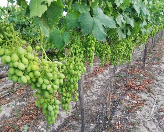 3 soveværelse Finca/Landehus til salg i Agost med swimmingpool - € 340.000 (Ref: 8828602)