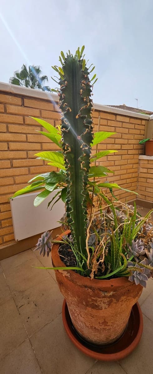 3 makuuhuone Rivitalo myytävänä paikassa Los Alcazares mukana 
autotalli - 298 000 € (Ref: 9637621)