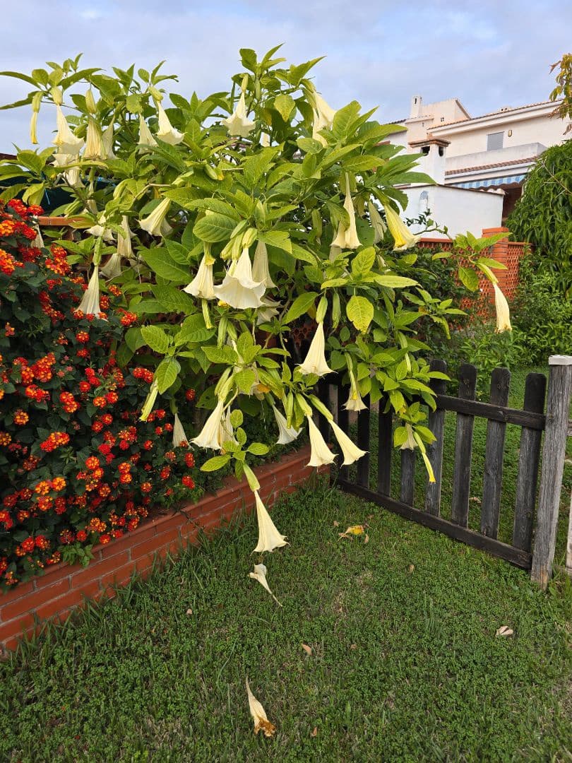 3 sovrum Villa till salu i Almassora / Almazora med pool garage - 369 000 € (Ref: 9363393)