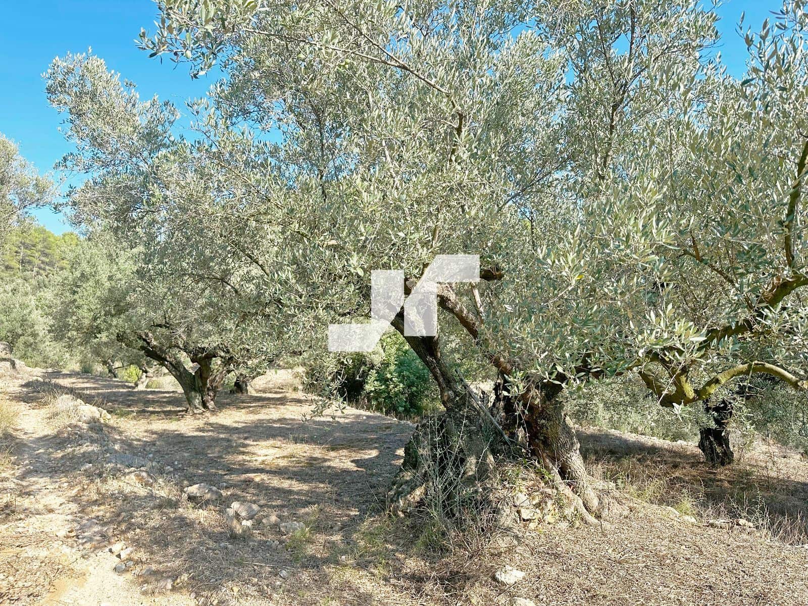 Bouwgrond te koop in Artana - € 45.000 (Ref: 9279576)