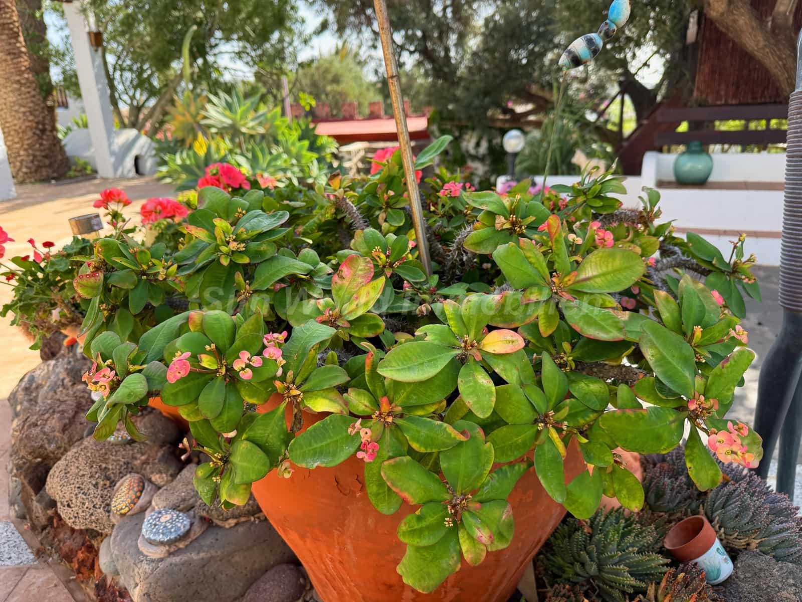 5 sypialnia Finka/Dom wiejski na sprzedaż w Ingenio z basenem - 619 000 € (Ref: 9476288)