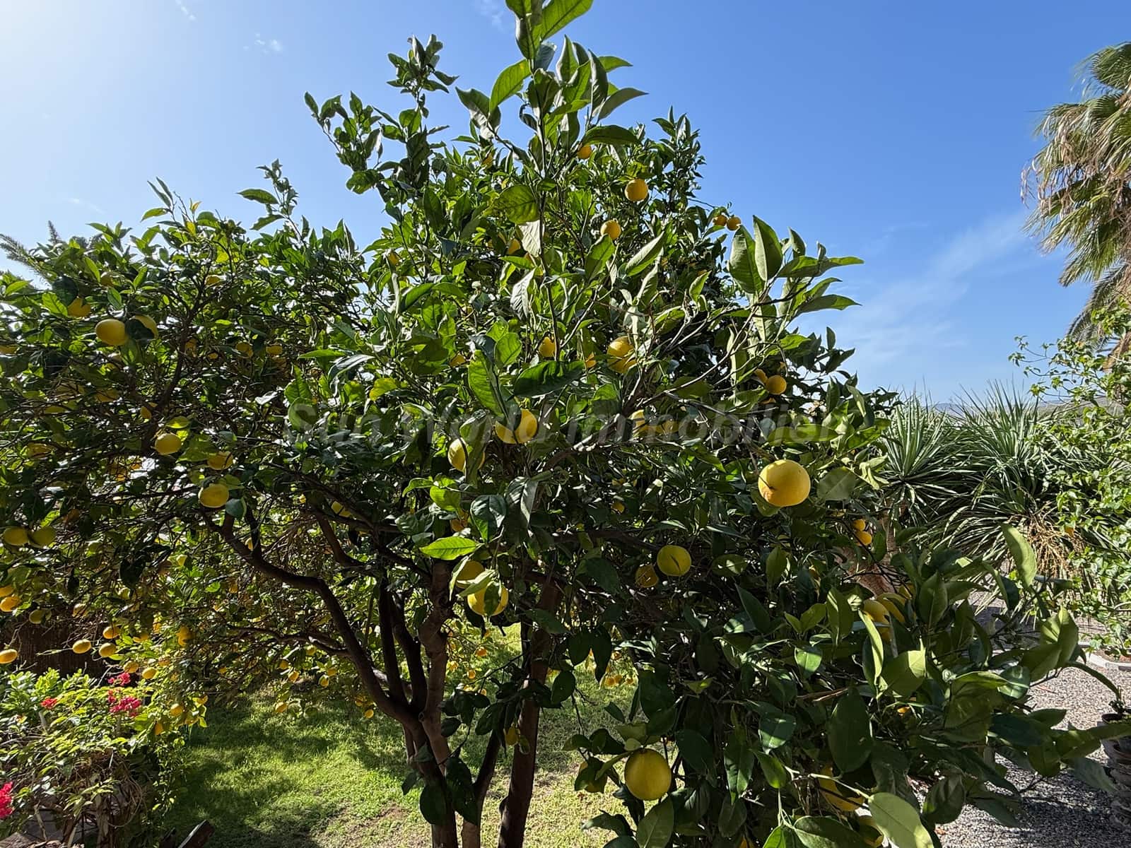 5 sypialnia Finka/Dom wiejski na sprzedaż w Ingenio z basenem - 619 000 € (Ref: 9476288)