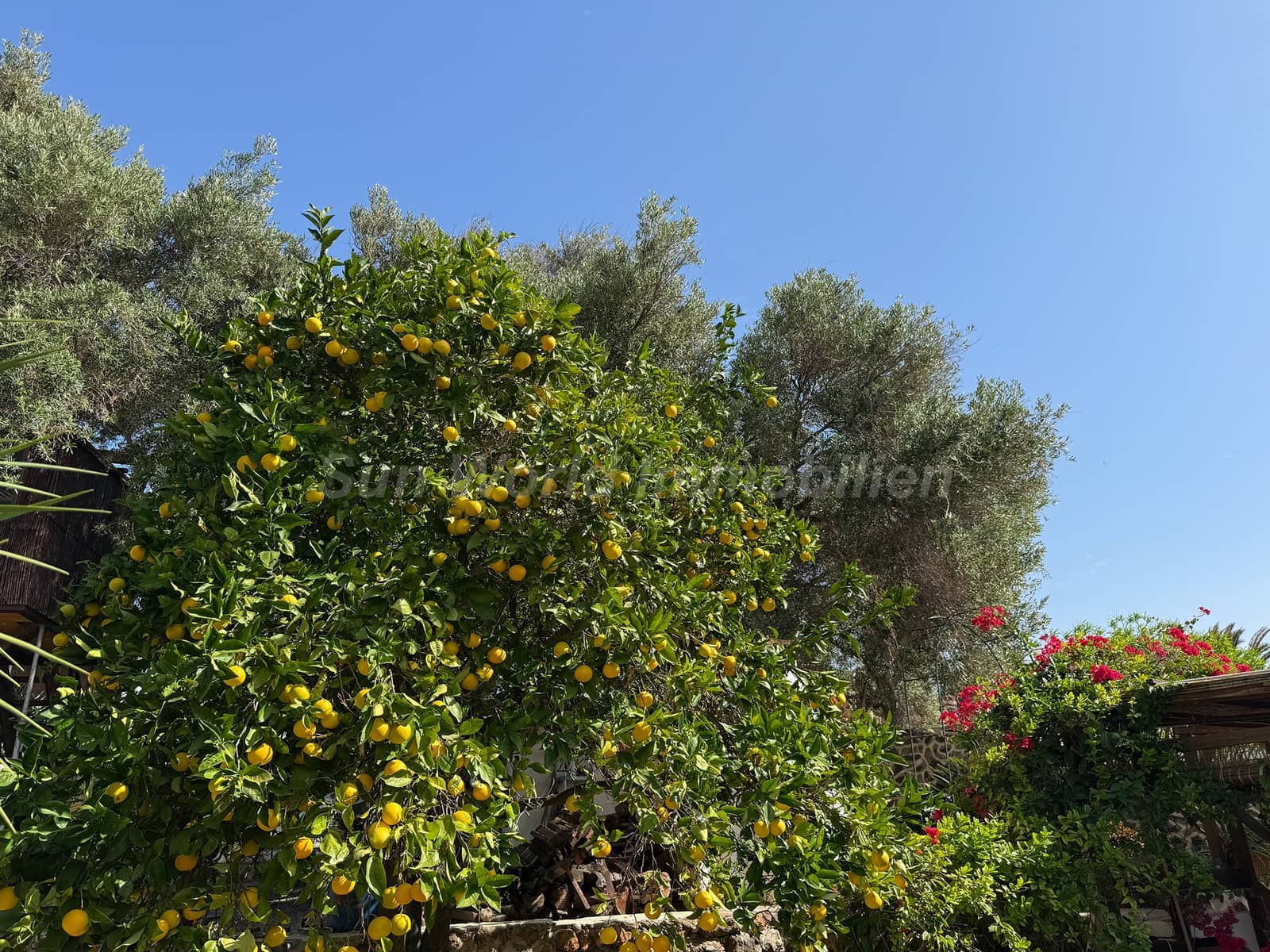 5 sypialnia Finka/Dom wiejski na sprzedaż w Ingenio z basenem - 619 000 € (Ref: 9476288)