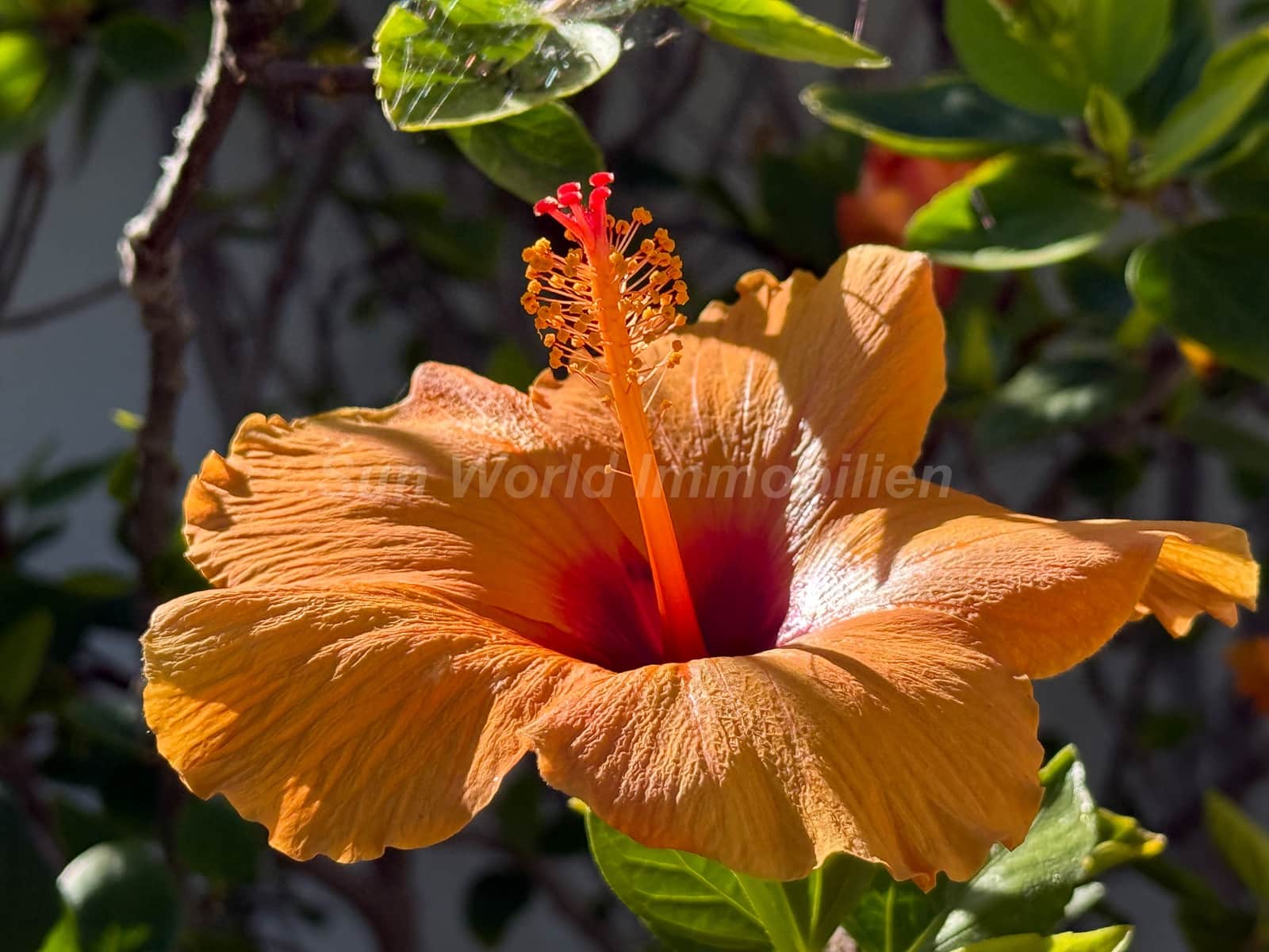 7 soveværelse Villa til salg i Monte Leon med swimmingpool - € 2.295.000 (Ref: 9622263)