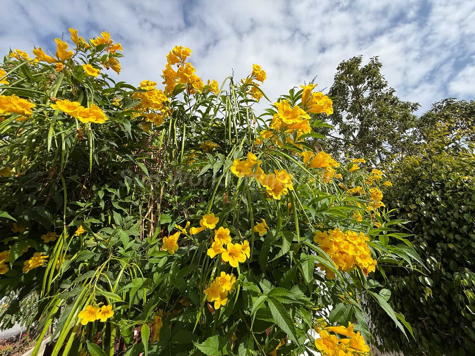 1 camera da letto Bungalow in vendita in Campo Internacional - 228.000 € (Rif: 9795322)