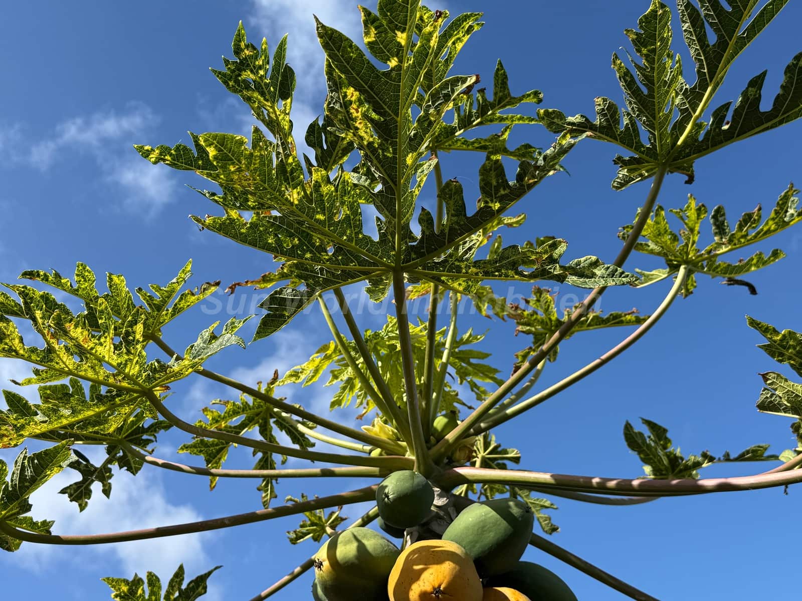 3 soveværelse Byhus til salg i Moya - € 900.000 (Ref: 9800282)