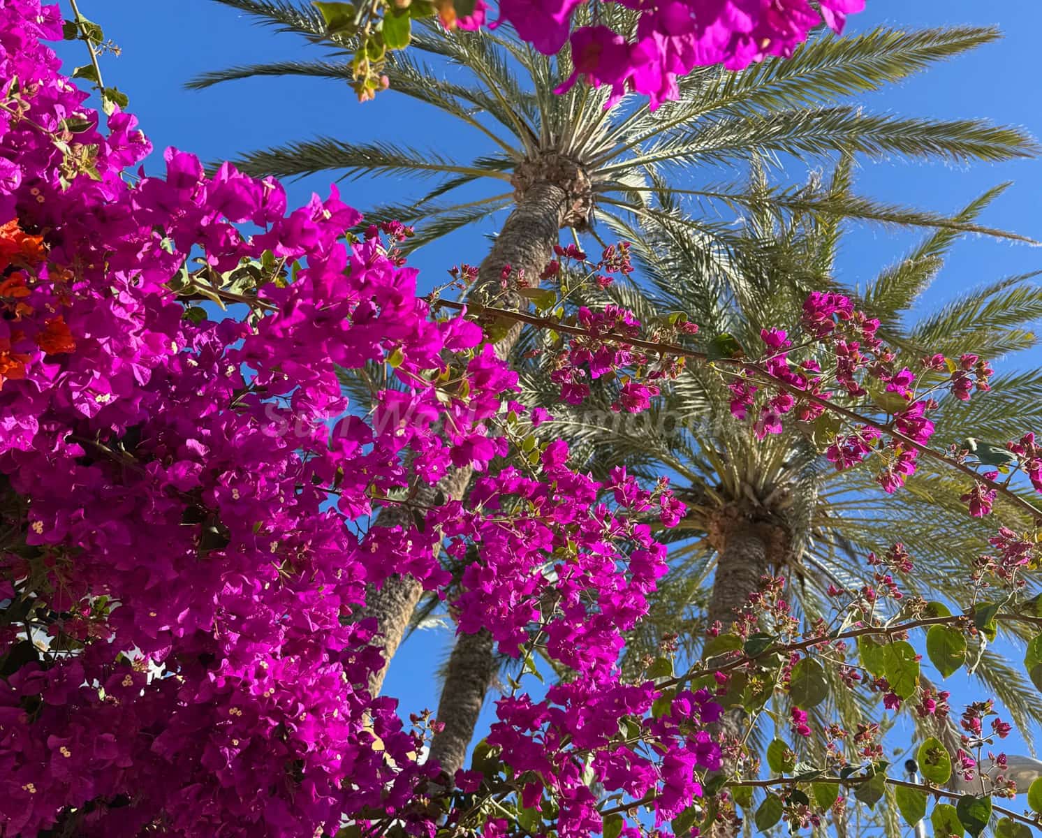 3 quarto Bungalow para venda em San Agustin - 579 000 € (Ref: 9800283)