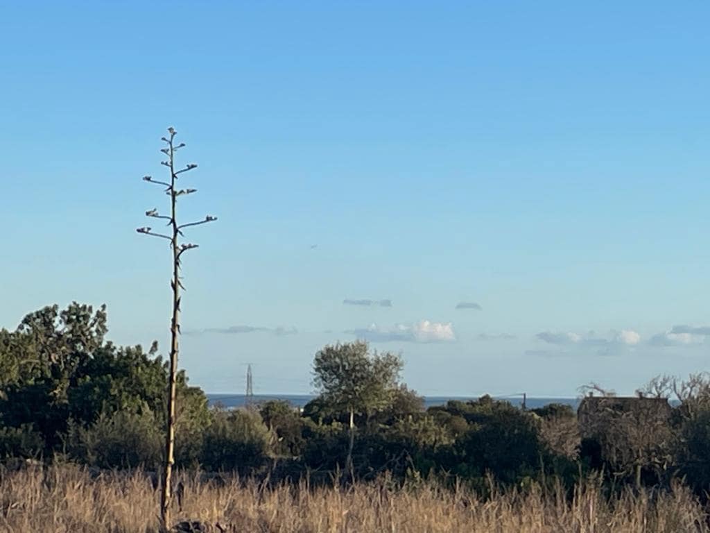 4 soveværelse Finca/Landehus til salg i Santanyi med swimmingpool - € 525.000 (Ref: 8891138)