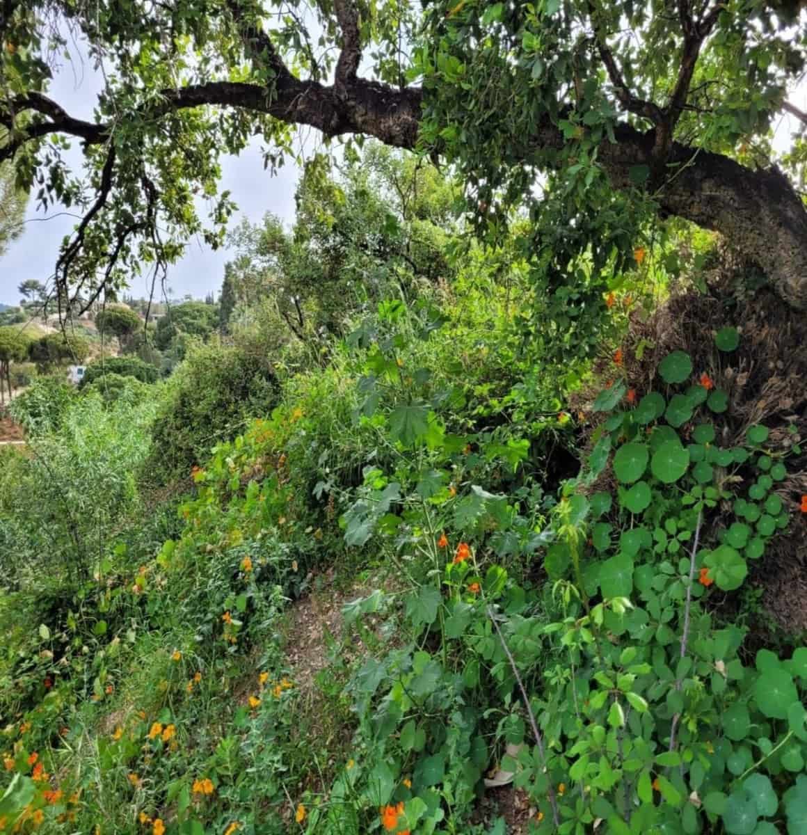 Grunde uden byggetilladelser til salg i Cabopino - € 879.000 (Ref: 8510836)