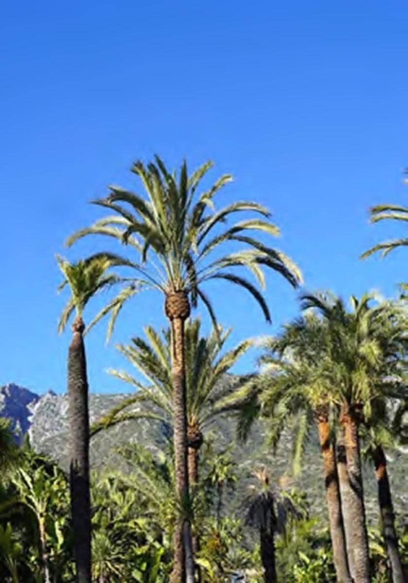 6 bedroom Villa for sale in Nueva Andalucia with pool garage - € 3,650,000 (Ref: 8784016)