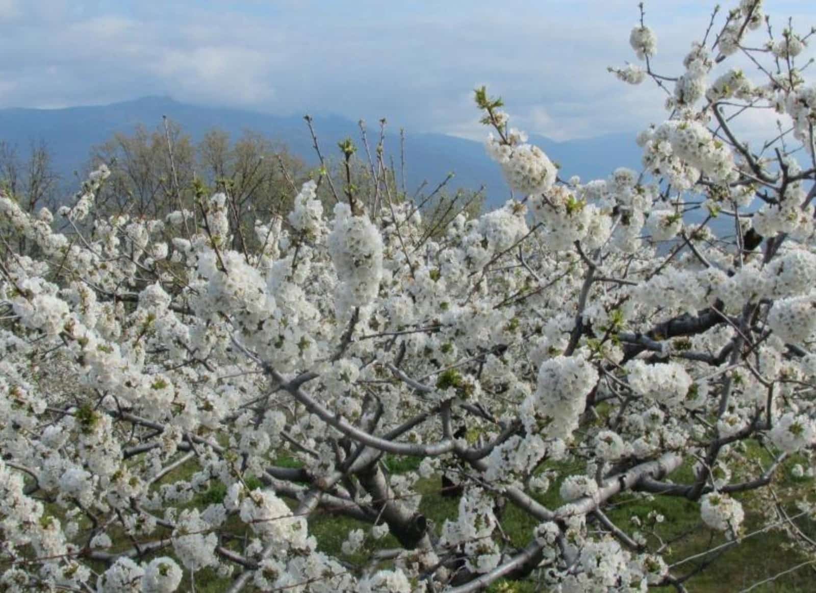 Casa de 2 habitaciones en Jaraíz de la Vera en venta - 35.000 € (Ref: 9533800)