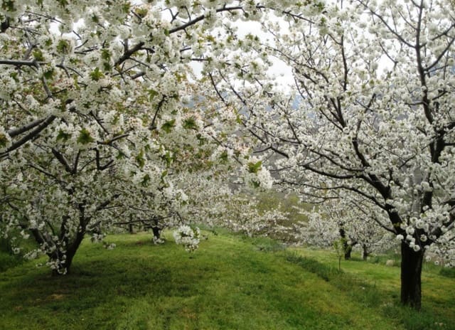 2 soveværelse Byhus til salg i Jaraíz de la Vera - € 35.000 (Ref: 9533800)