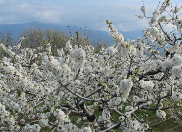 2 soveværelse Byhus til salg i Jaraíz de la Vera - € 35.000 (Ref: 9533800)