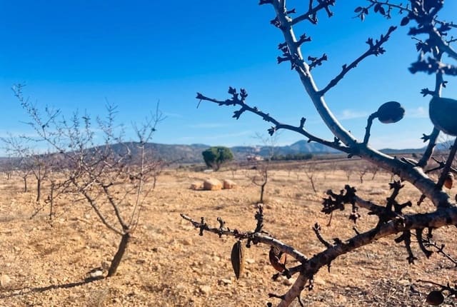 Terreno para Construção para venda em Pinoso - 536 500 € (Ref: 9450444)