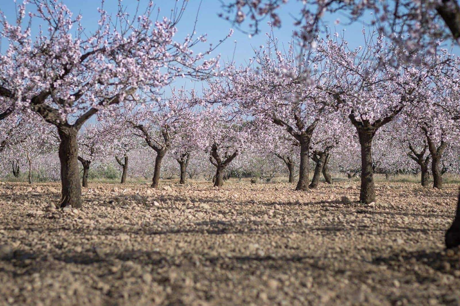 Byggegrund til salg i Pinoso - € 536.500 (Ref: 9450444)