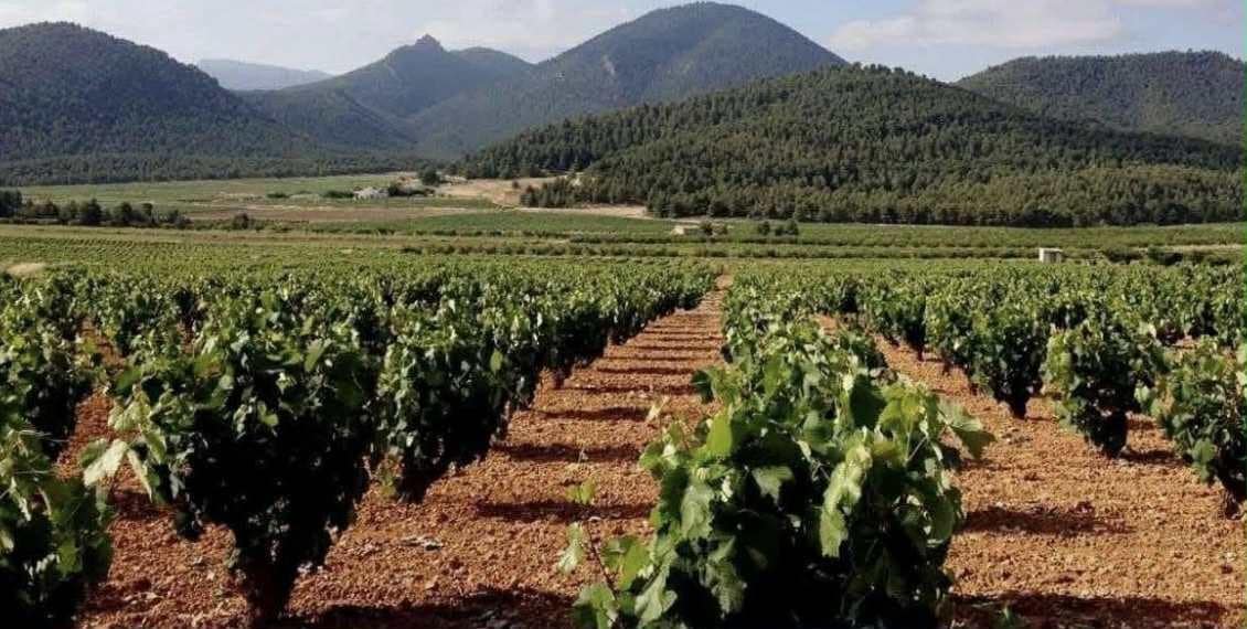 Building Plot for sale in Pinoso - € 536,500 (Ref: 9450444)