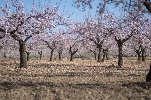 Byggetomt til salgs i Pinoso - € 536 500 (Ref: 9450444)