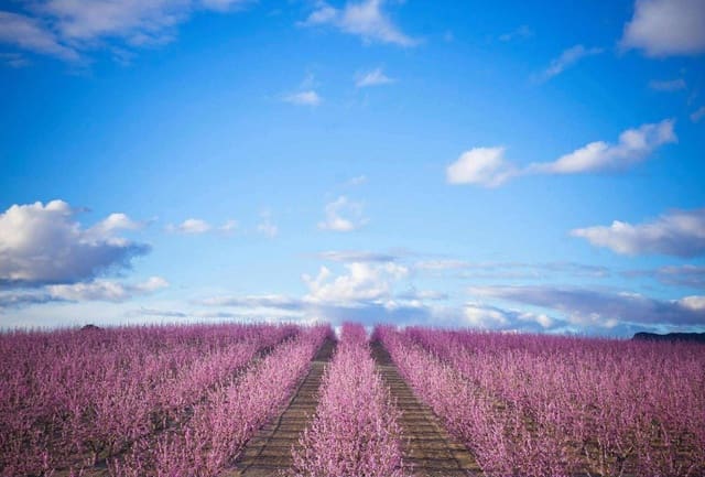 Byggetomt til salgs i Pinoso - € 536 500 (Ref: 9450444)