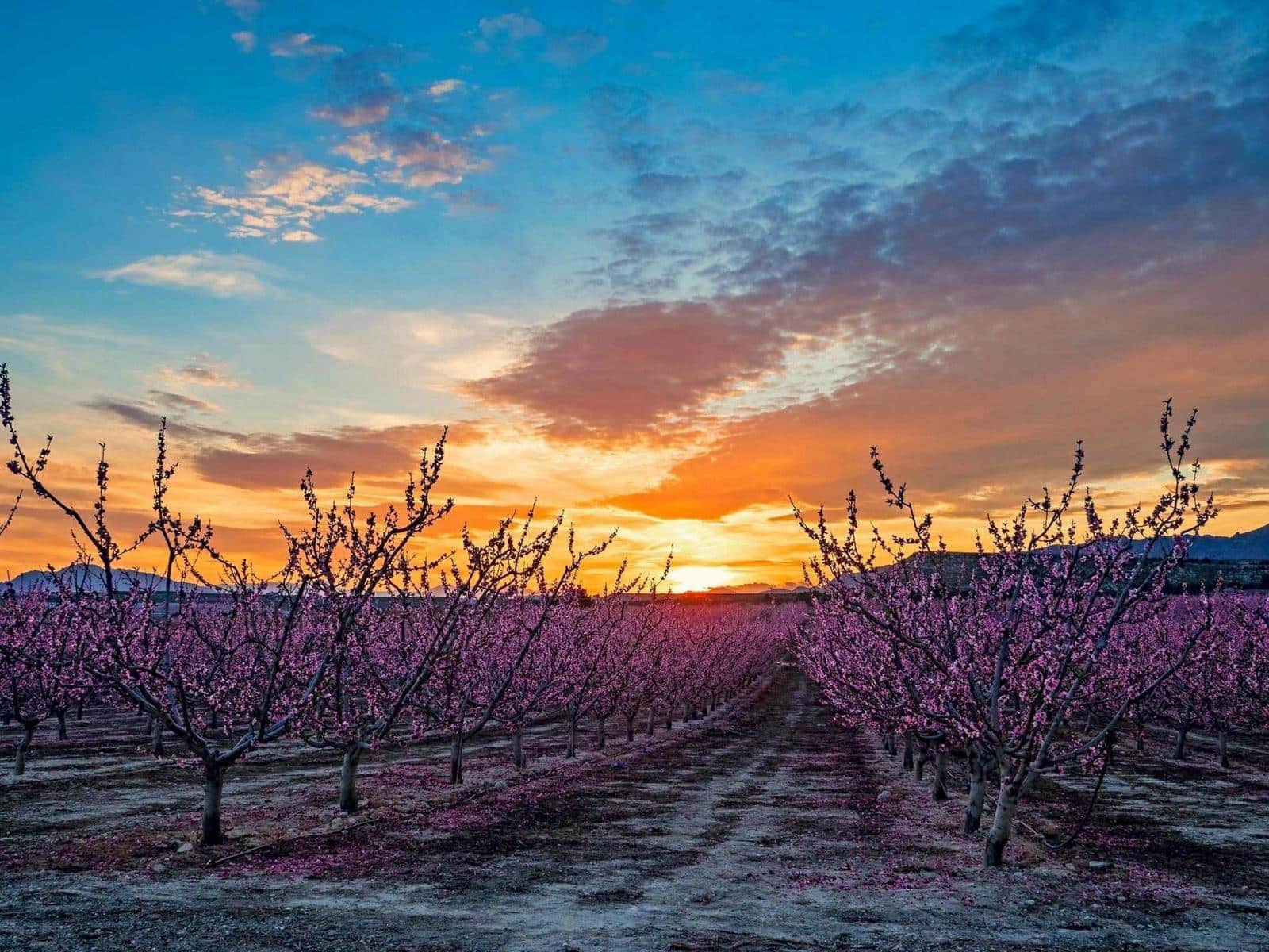 Building Plot for sale in Pinoso - € 536,500 (Ref: 9450444)