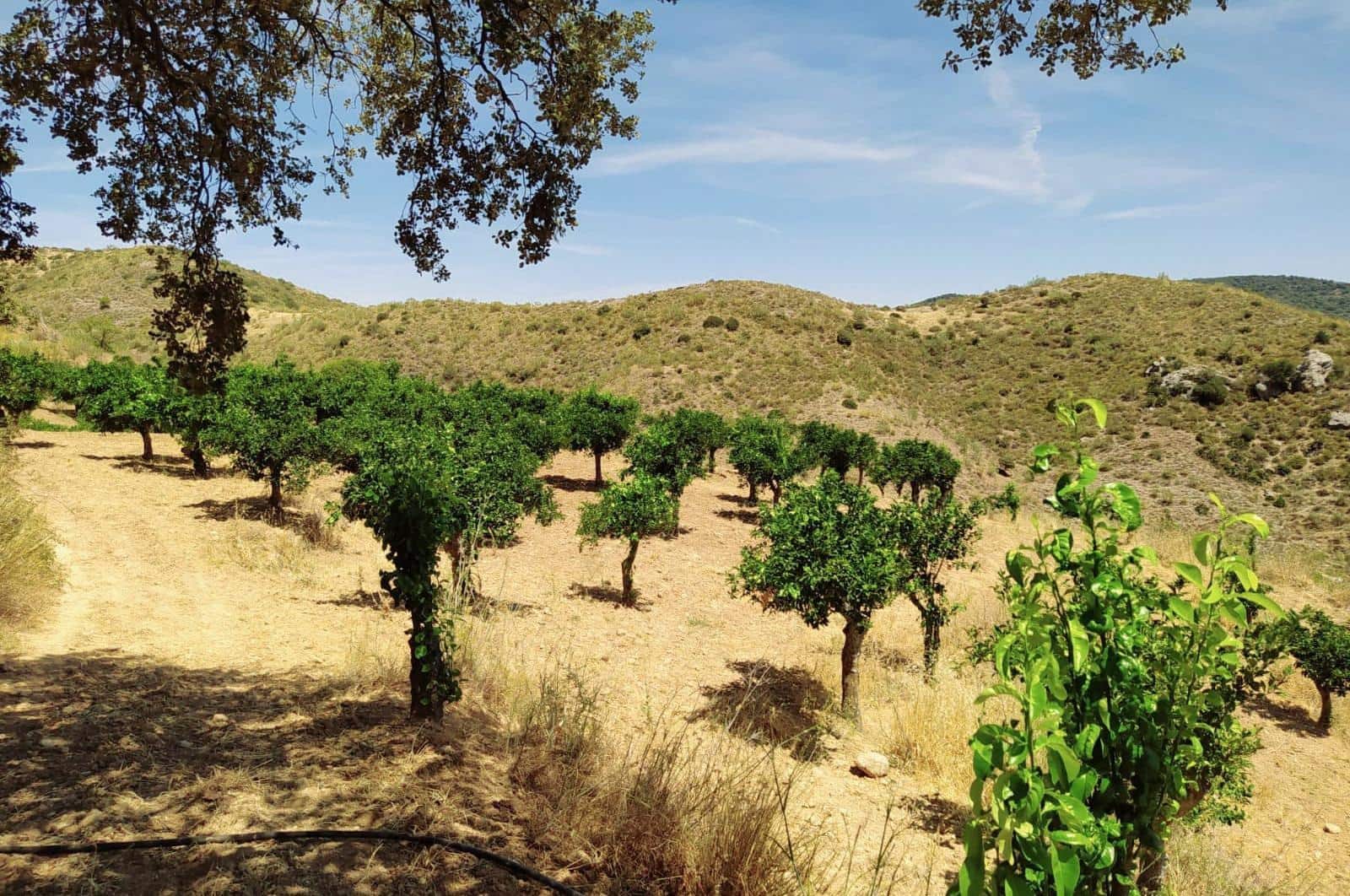 Building Plot for sale in Ardales - € 1,500,000 (Ref: 8429666)