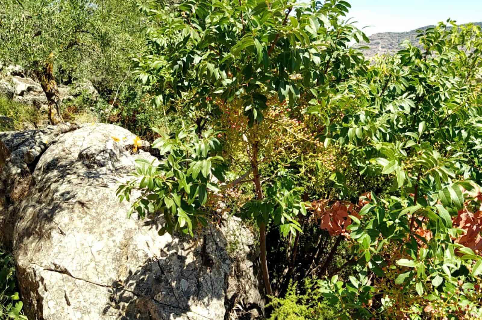 Building Plot for sale in Ardales - € 1,500,000 (Ref: 8429666)