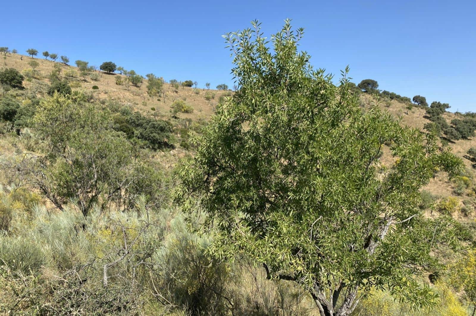 Building Plot for sale in Ardales - € 1,500,000 (Ref: 8429666)