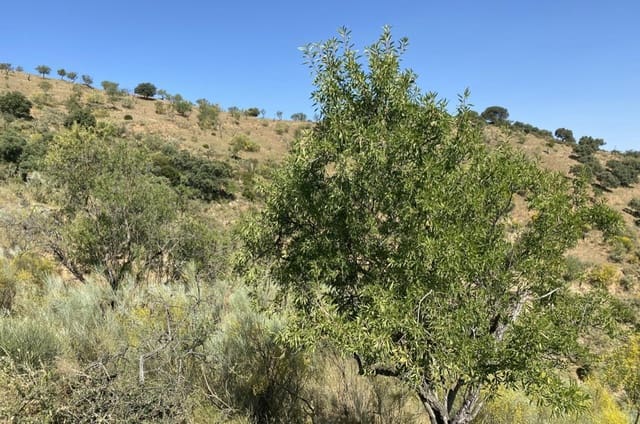 Byggetomt til salgs i Ardales - € 1 500 000 (Ref: 8429666)