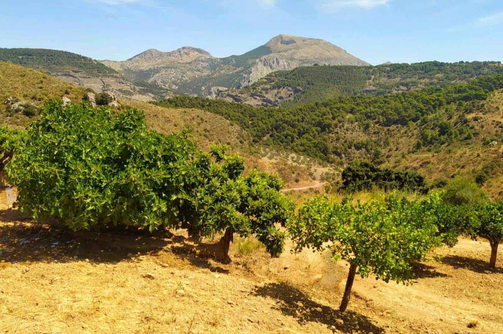 Building Plot for sale in Ardales - € 1,500,000 (Ref: 8429666)