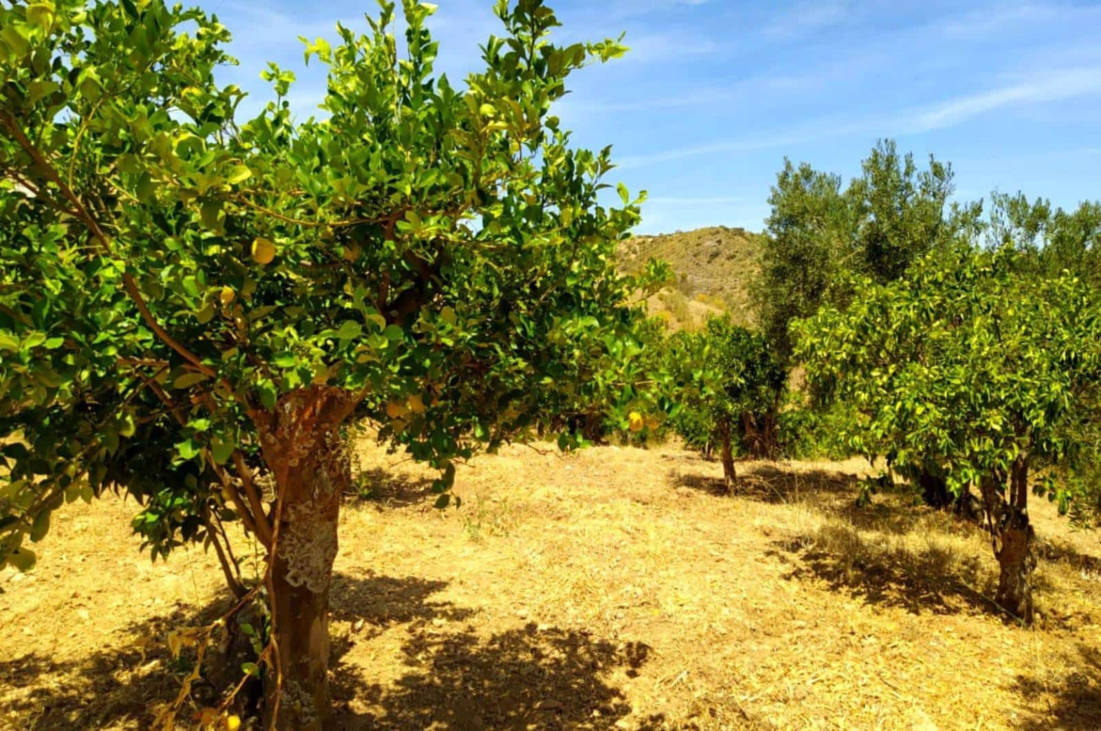 Building Plot for sale in Ardales - € 1,500,000 (Ref: 8429666)