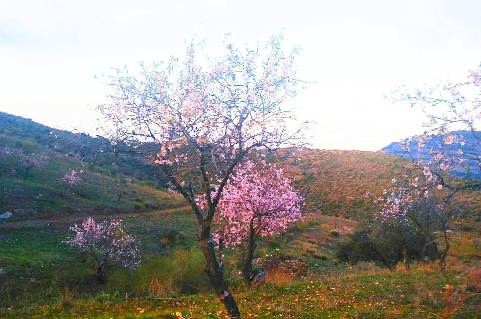 Building Plot for sale in Ardales - € 1,500,000 (Ref: 8429666)