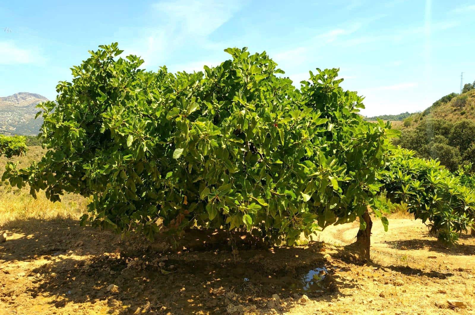 Building Plot for sale in Ardales - € 1,500,000 (Ref: 8429666)