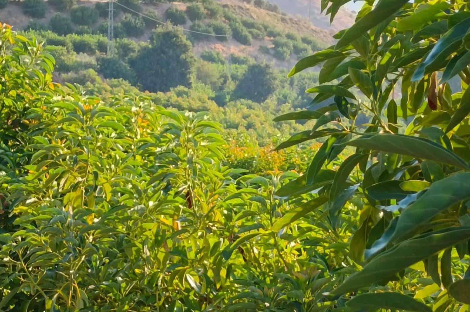 Ubebygd land til salgs i Alora - € 1 200 000 (Ref: 8429687)