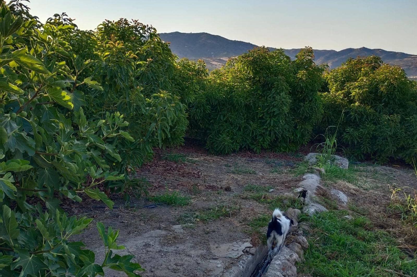 Ubebygd land til salgs i Alora - € 1 200 000 (Ref: 8429687)