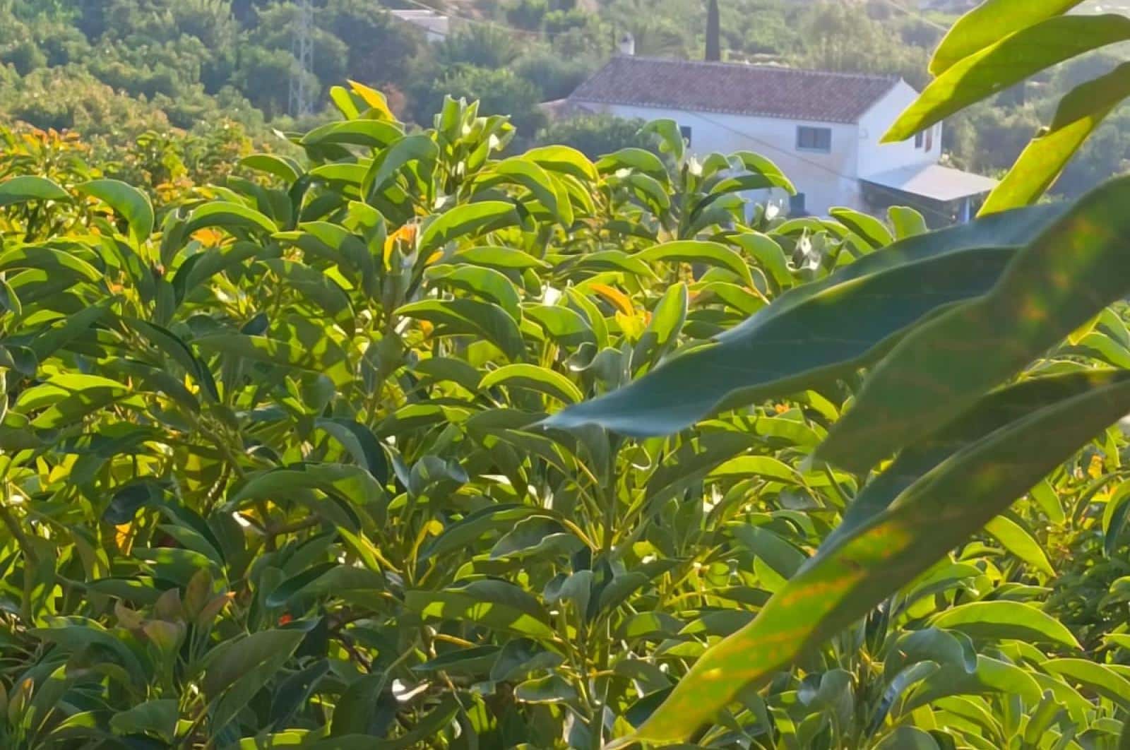 Ubebygd land til salgs i Alora - € 1 200 000 (Ref: 8429687)