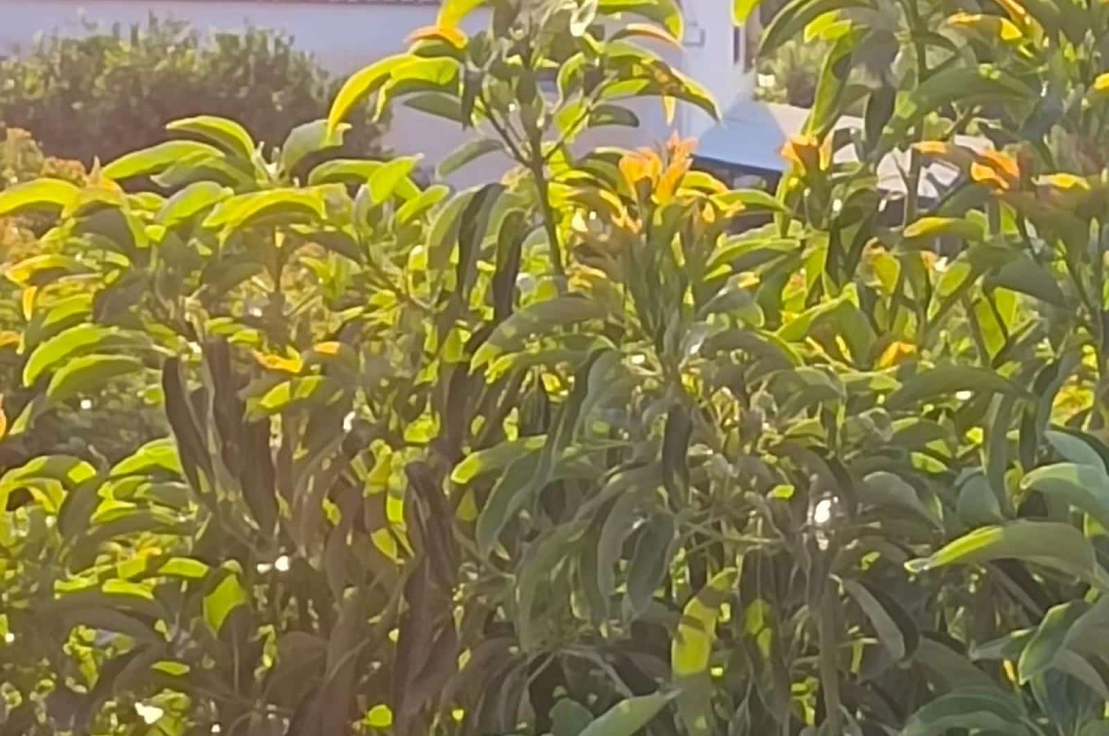 Ubebygd land til salgs i Alora - € 1 200 000 (Ref: 8429687)