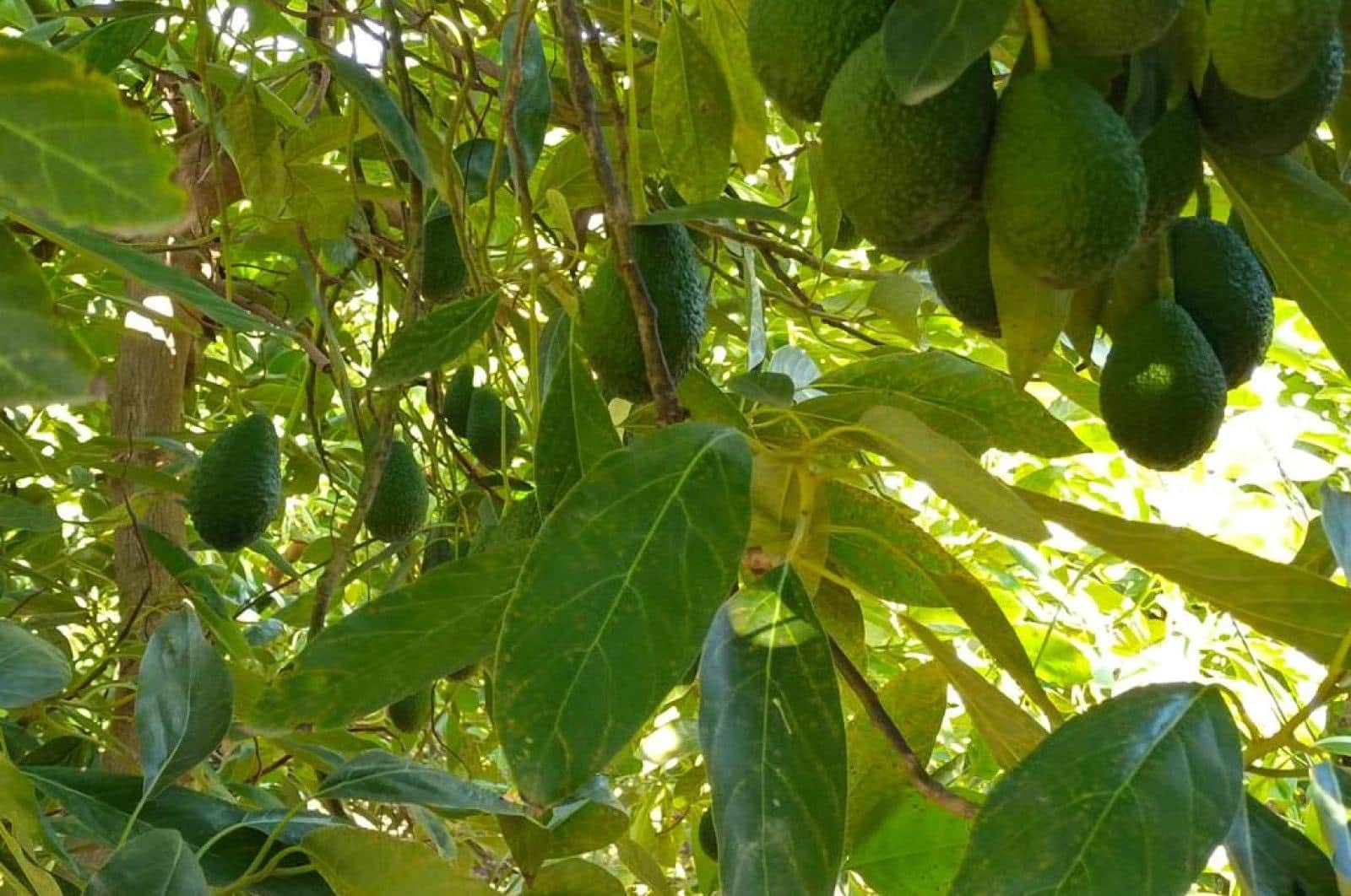 Ubebygd land til salgs i Alora - € 1 200 000 (Ref: 8429687)