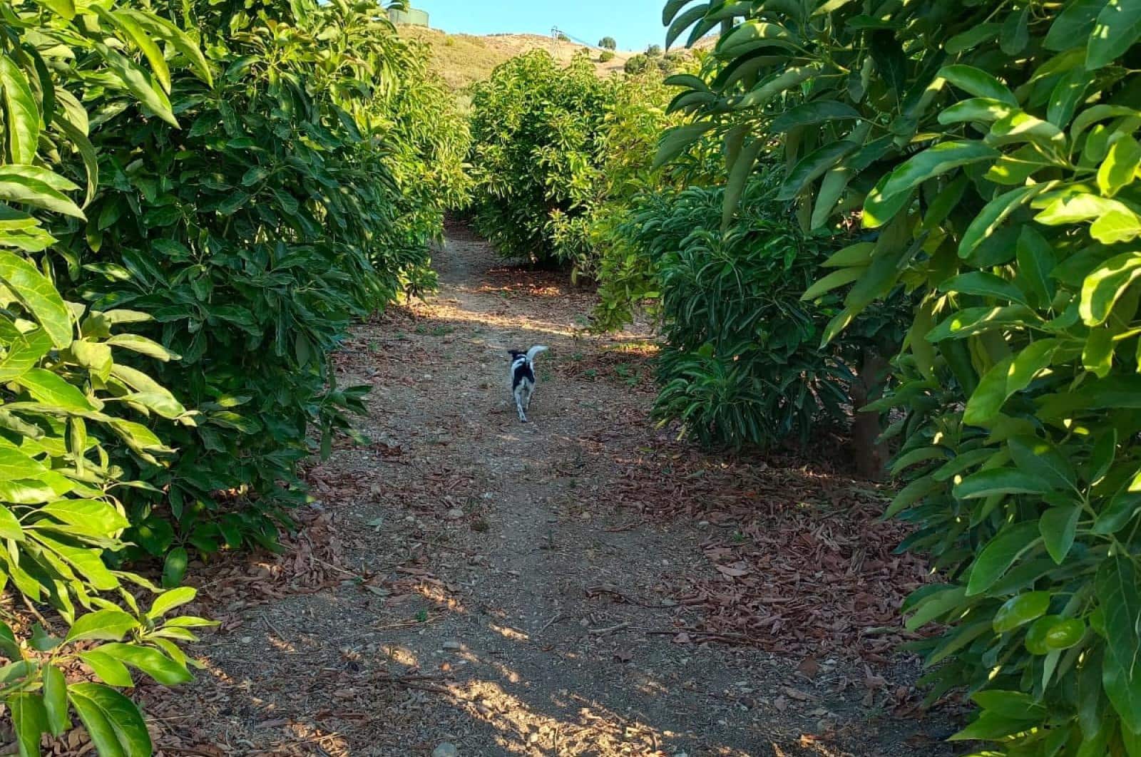 Ubebygd land til salgs i Alora - € 1 200 000 (Ref: 8429687)