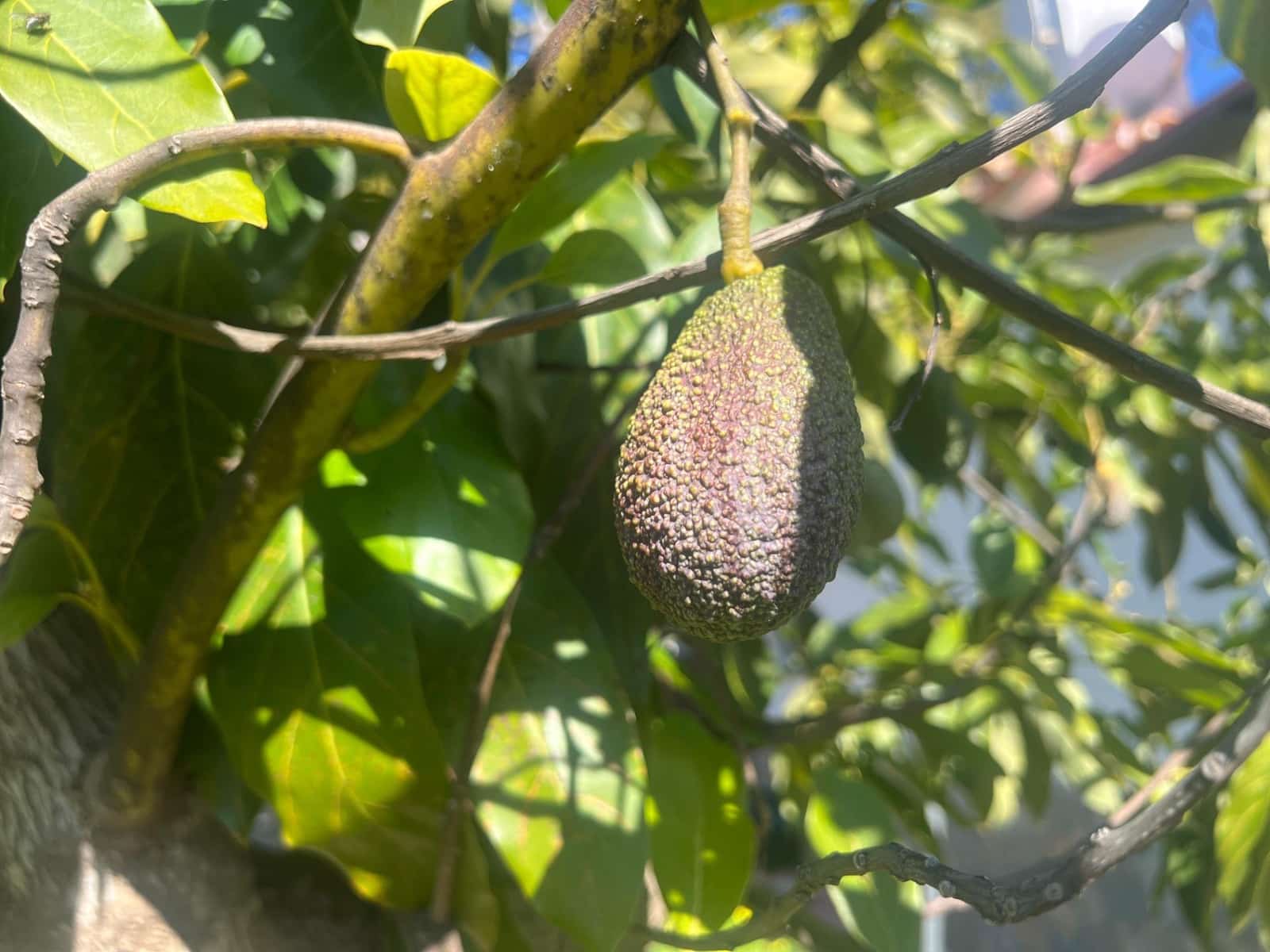 3 soverom Finca/Herregård til salgs i Coin - € 575 000 (Ref: 8827527)